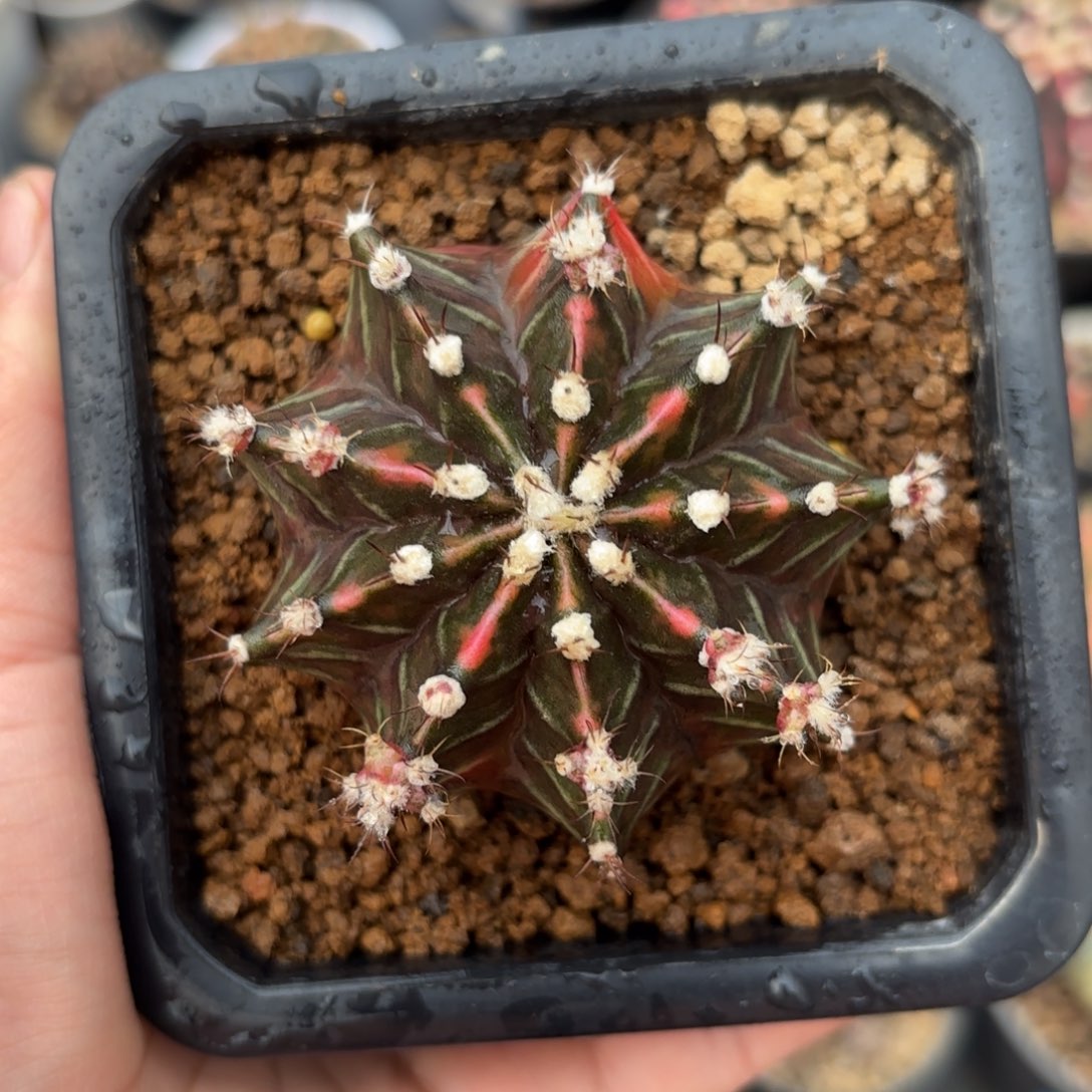 泰系米哈仙人球328