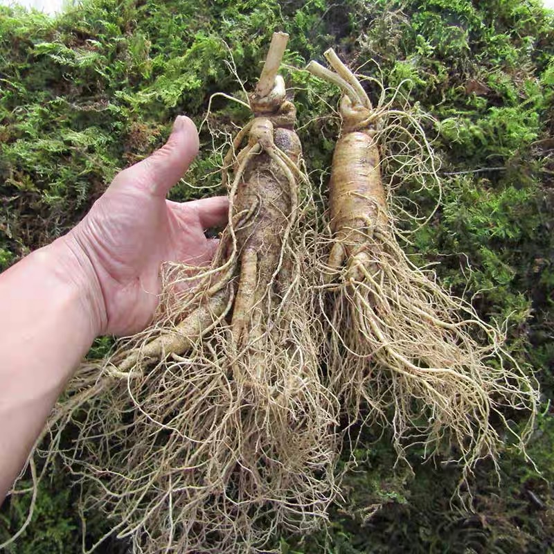 长白山新鲜人参八根一斤送礼泡酒坏烂包赔顺丰包邮