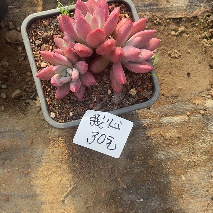 幸***心多肉植物一物一拍我心