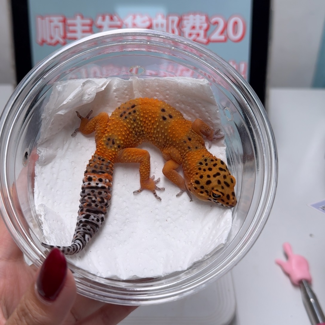 豹纹守宫血翡翠妹妹一点的缺眼帘