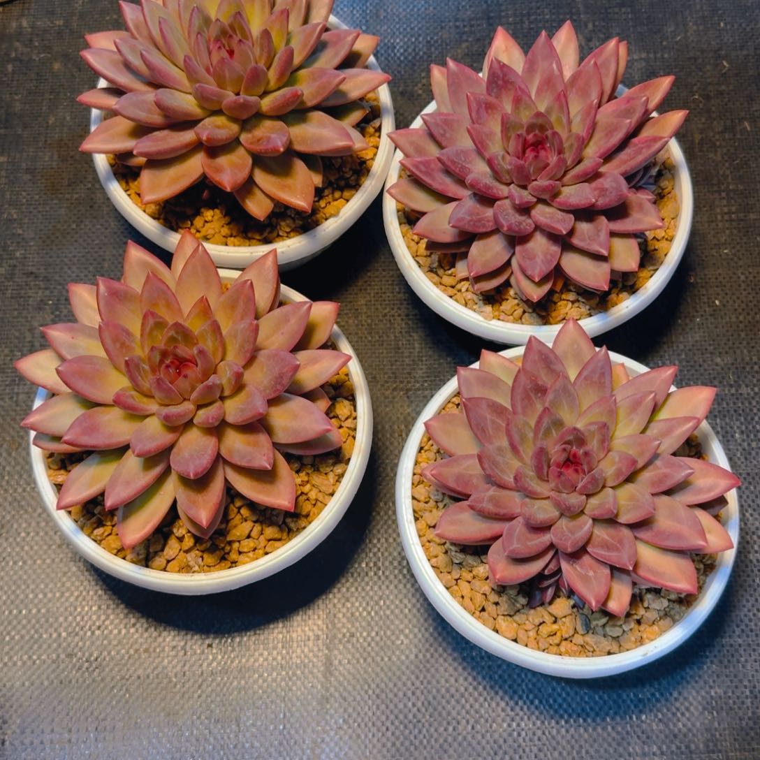 迷雾泡泡多肉1245789