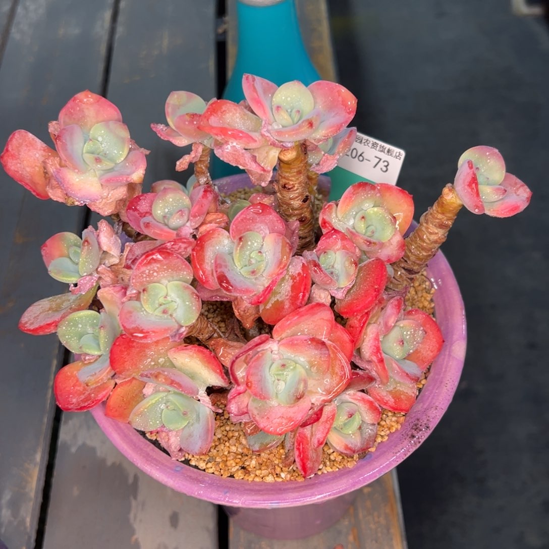 从前慢多肉精选编号0206.73