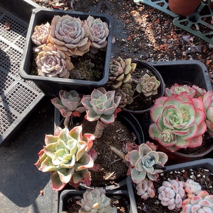 922多肉58898878 888000