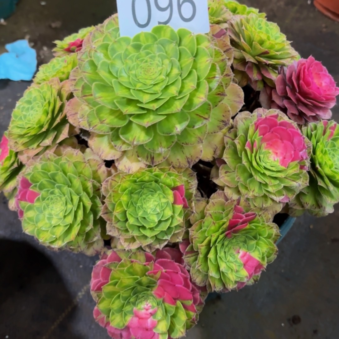 哈哈多肉葡萄福利096