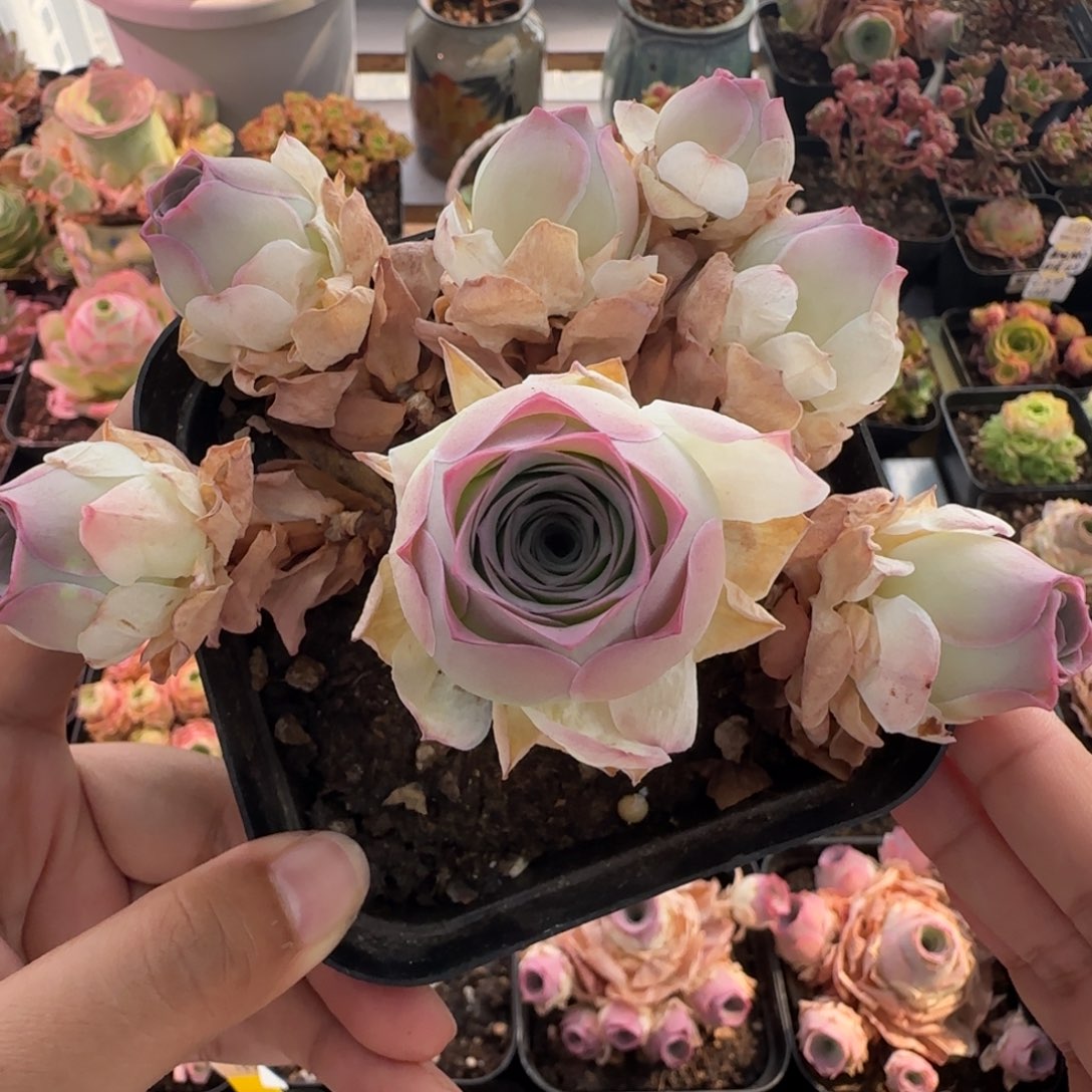 Y773半城玫瑰福利