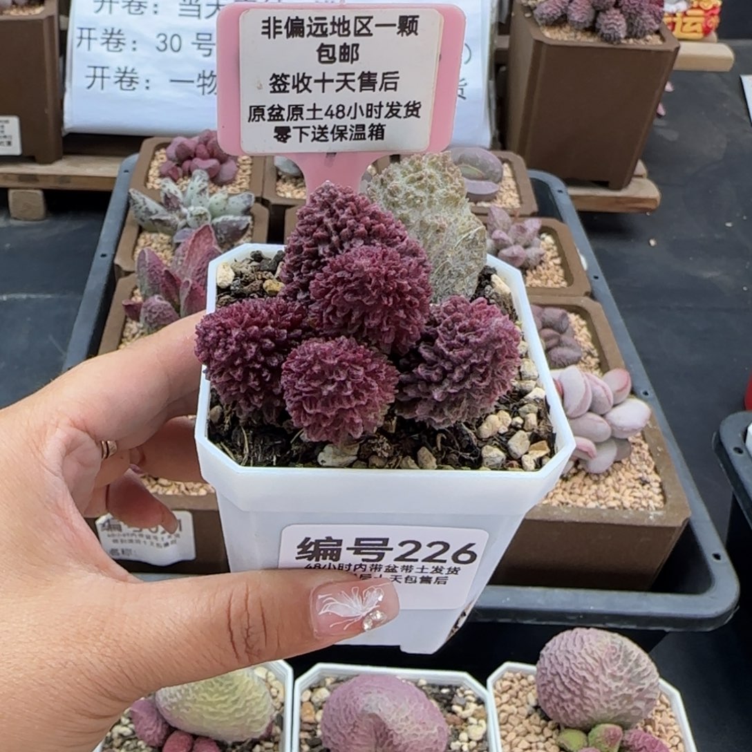 226朱紫玉多肉植物