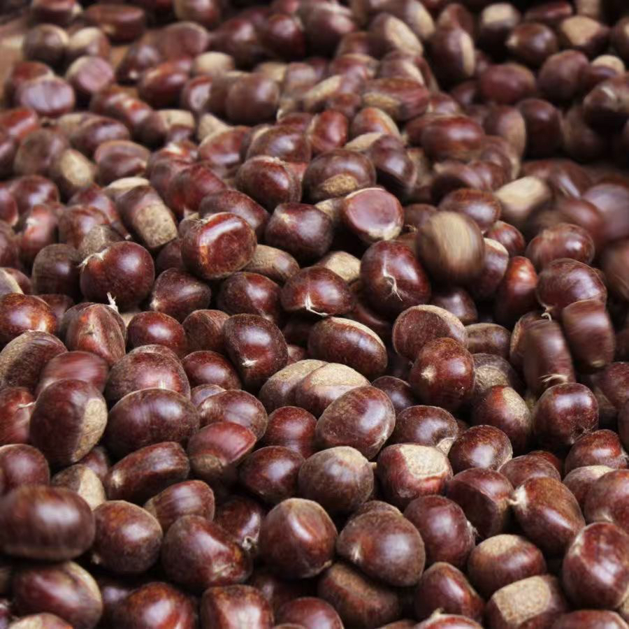 【新鲜】现摘高山小板栗当季生栗子颗颗饱满脆甜可口【托】