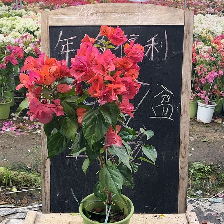 完全开放三角梅米奇