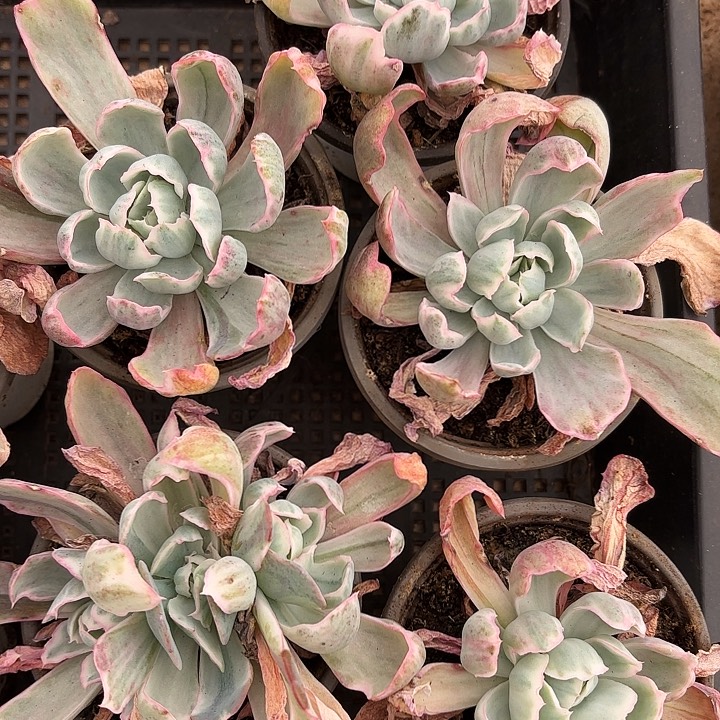 伯克利锦两颗（拍满18包邮）