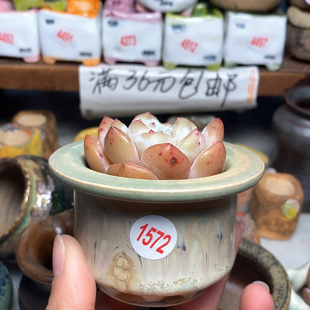 红陶拍5送一个小