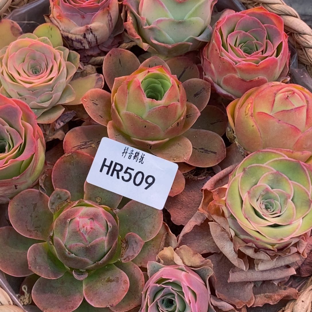 HR509不知名玫瑰混花蓝38福利