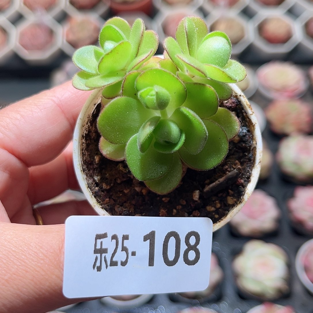 乐25-108 橄榄球玫瑰