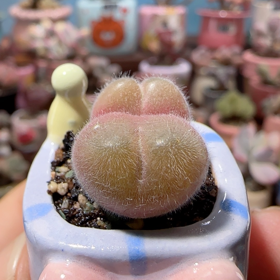 爱心形小毛翠滴盆口1.5cm