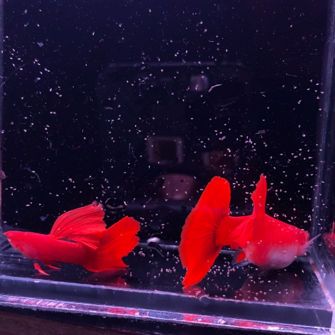 孔雀鱼天花板血红一对