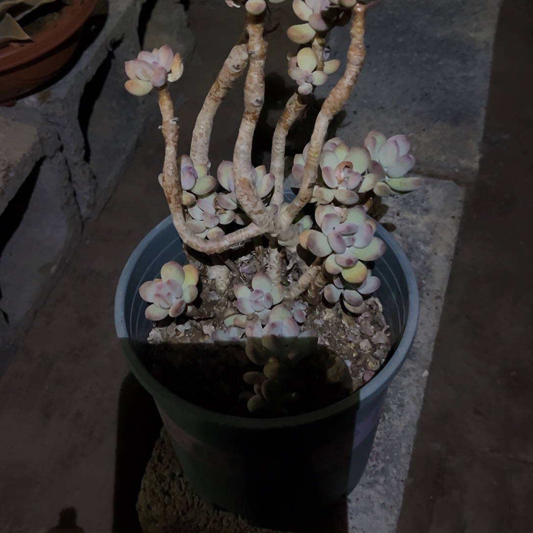 小***依49多肉植物提取萃取剂中