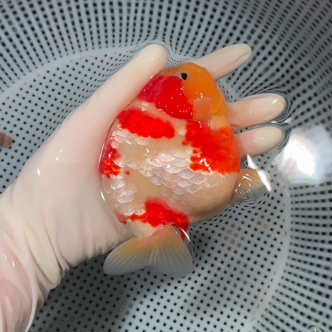 金鱼大货兰寿金鱼