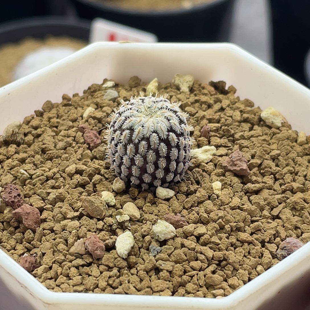 实生精巧殿杂海胆娇丽