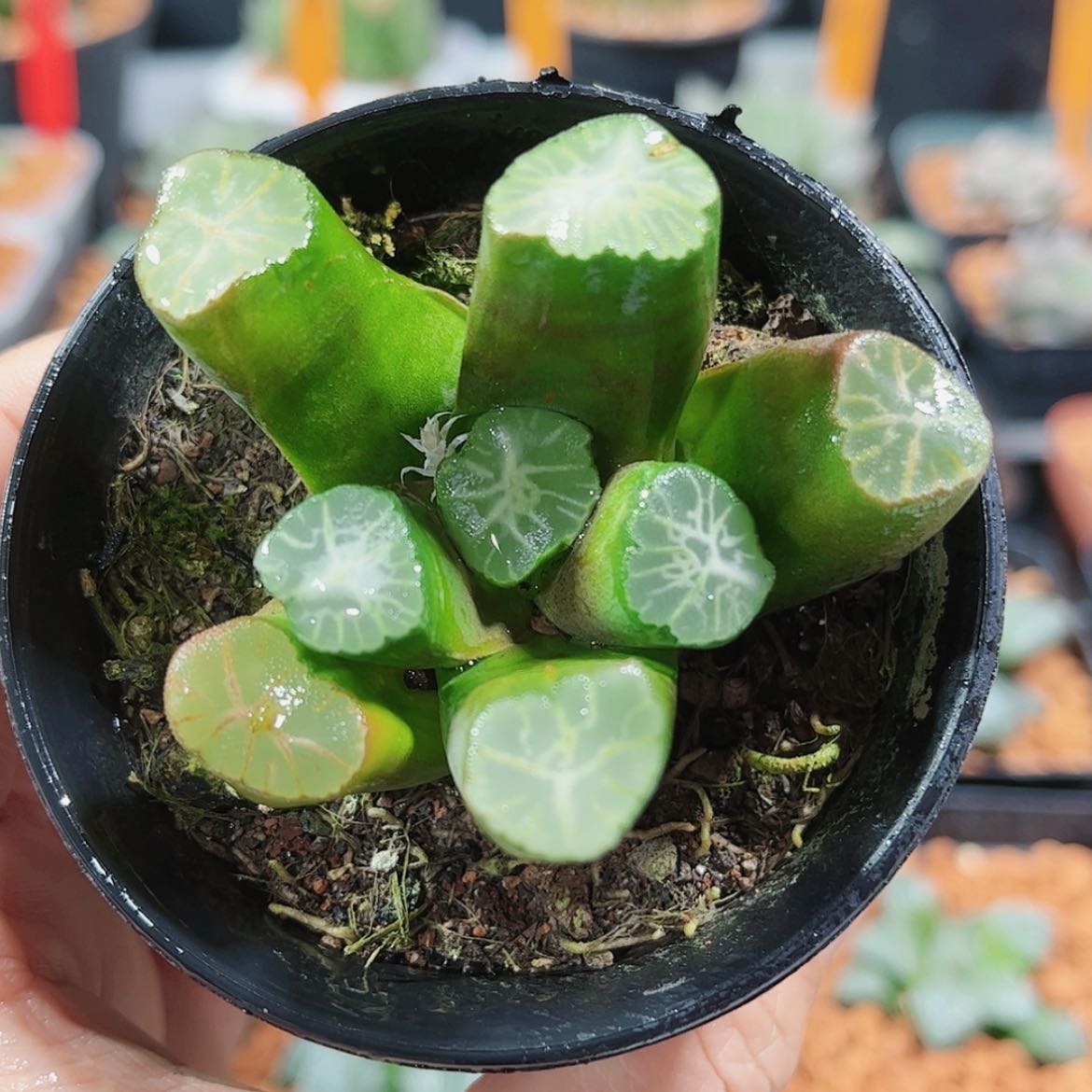 【闪购商品】羽衣万象