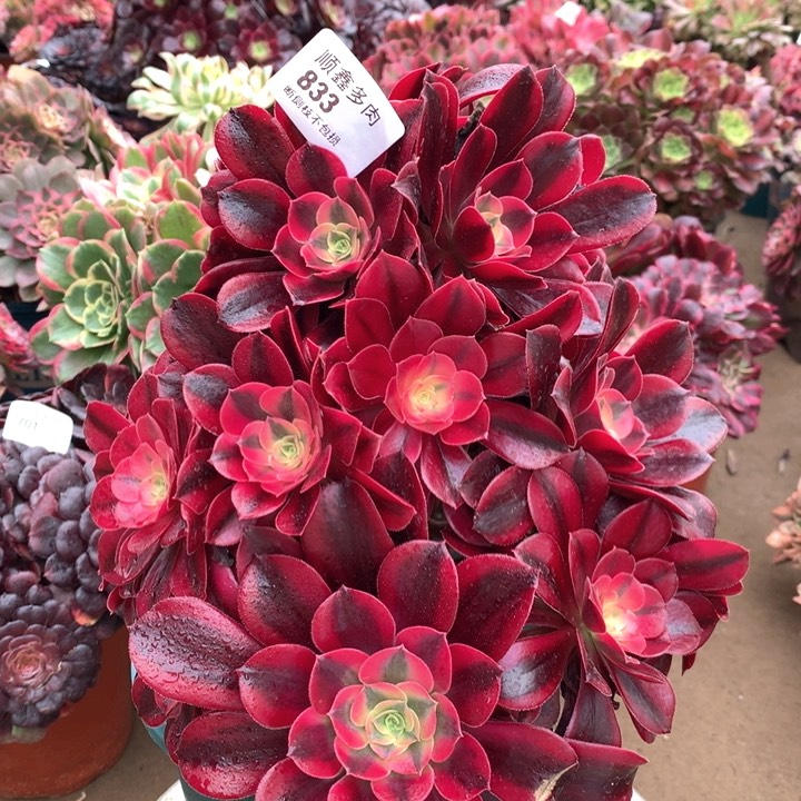833美杜莎多肉植物