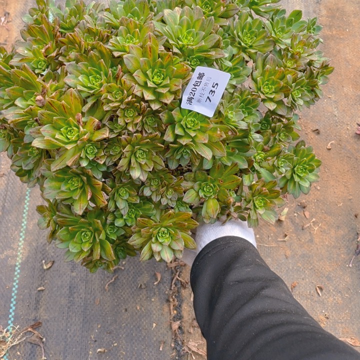 725中班法师多肉断枝不售后