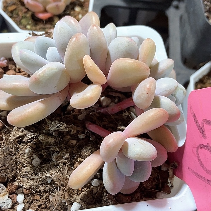 多肉植物粉兔561