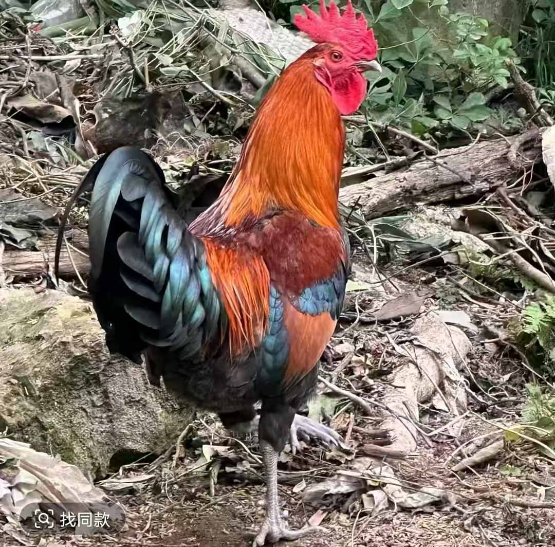 农村粮食散养黑爪土公鸡，跑山溜达鸡(含心，肝，胗)