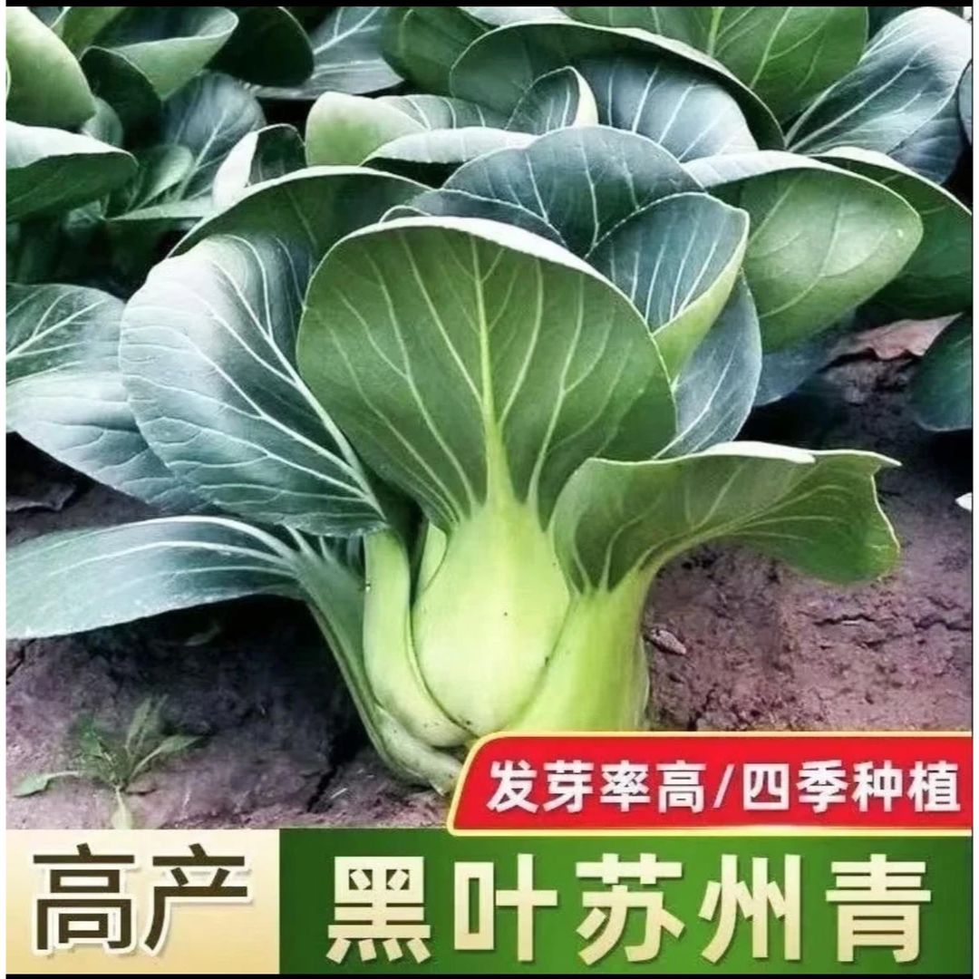 （黑大头苏州青种子）适合庭院阳台种植的青菜种子耐热耐寒四季种植