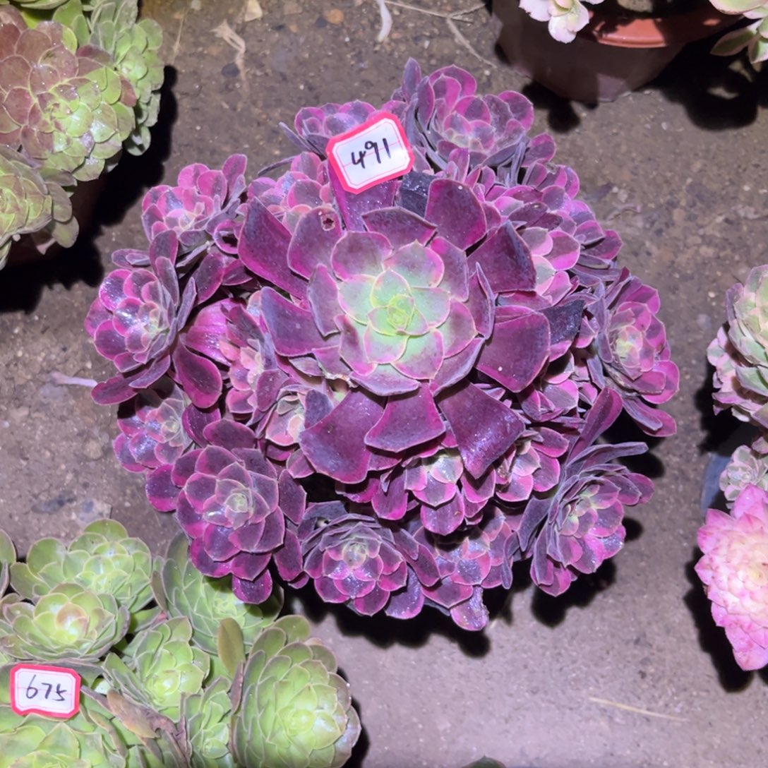 491多肉植物凤冠法师