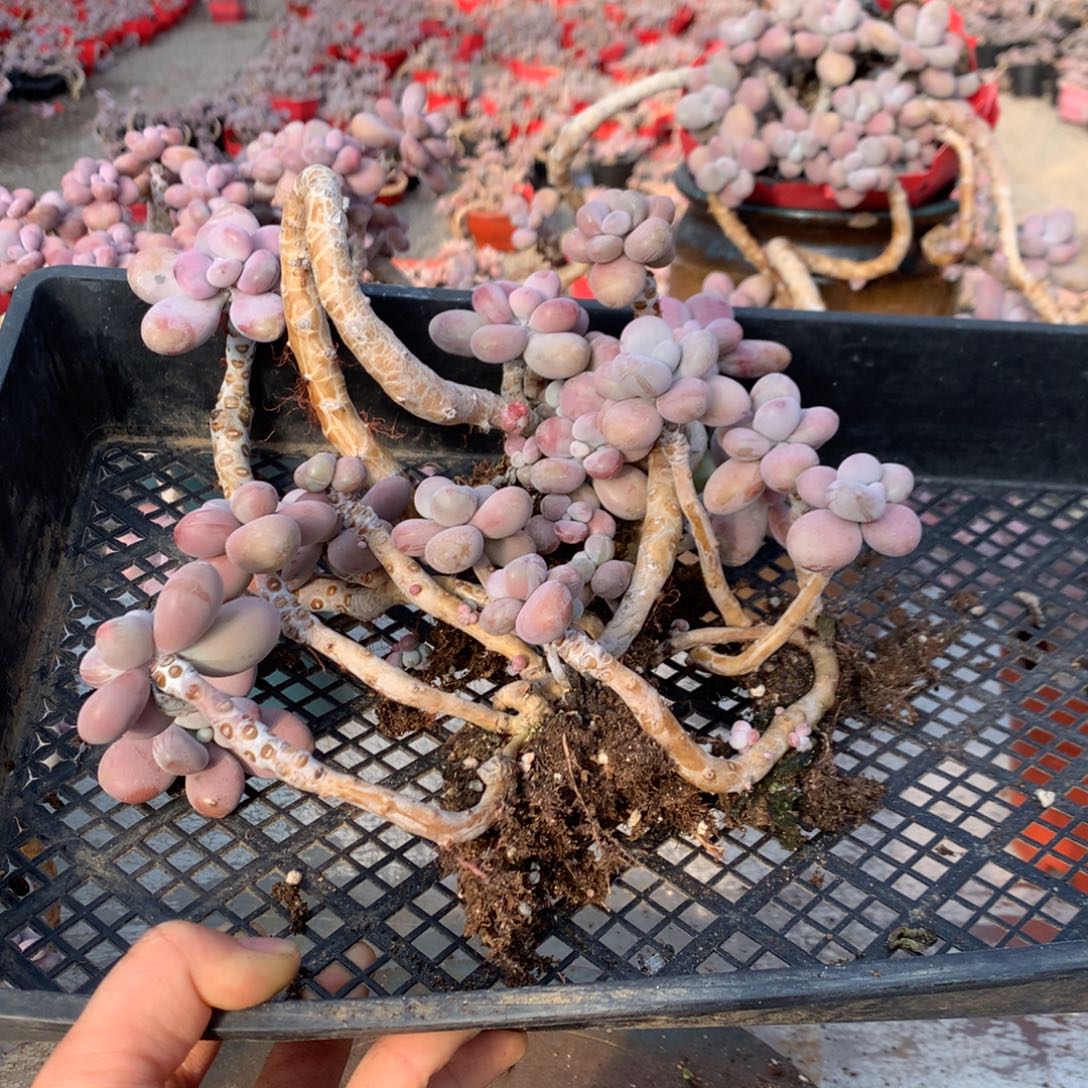 蒋***ₑ桃蛋老桩不带盆20号