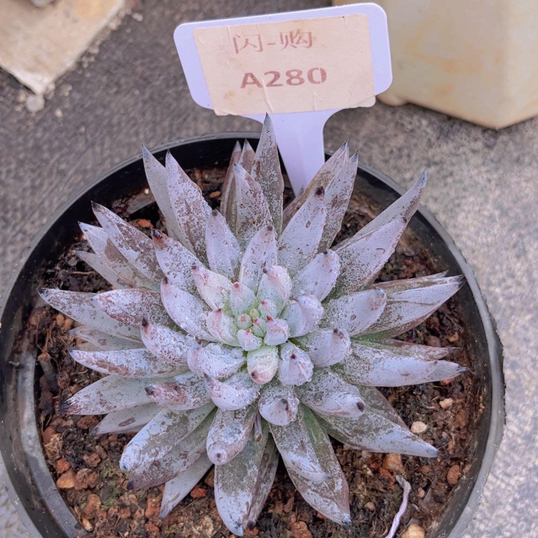 魔爪一颗A280一物一拍