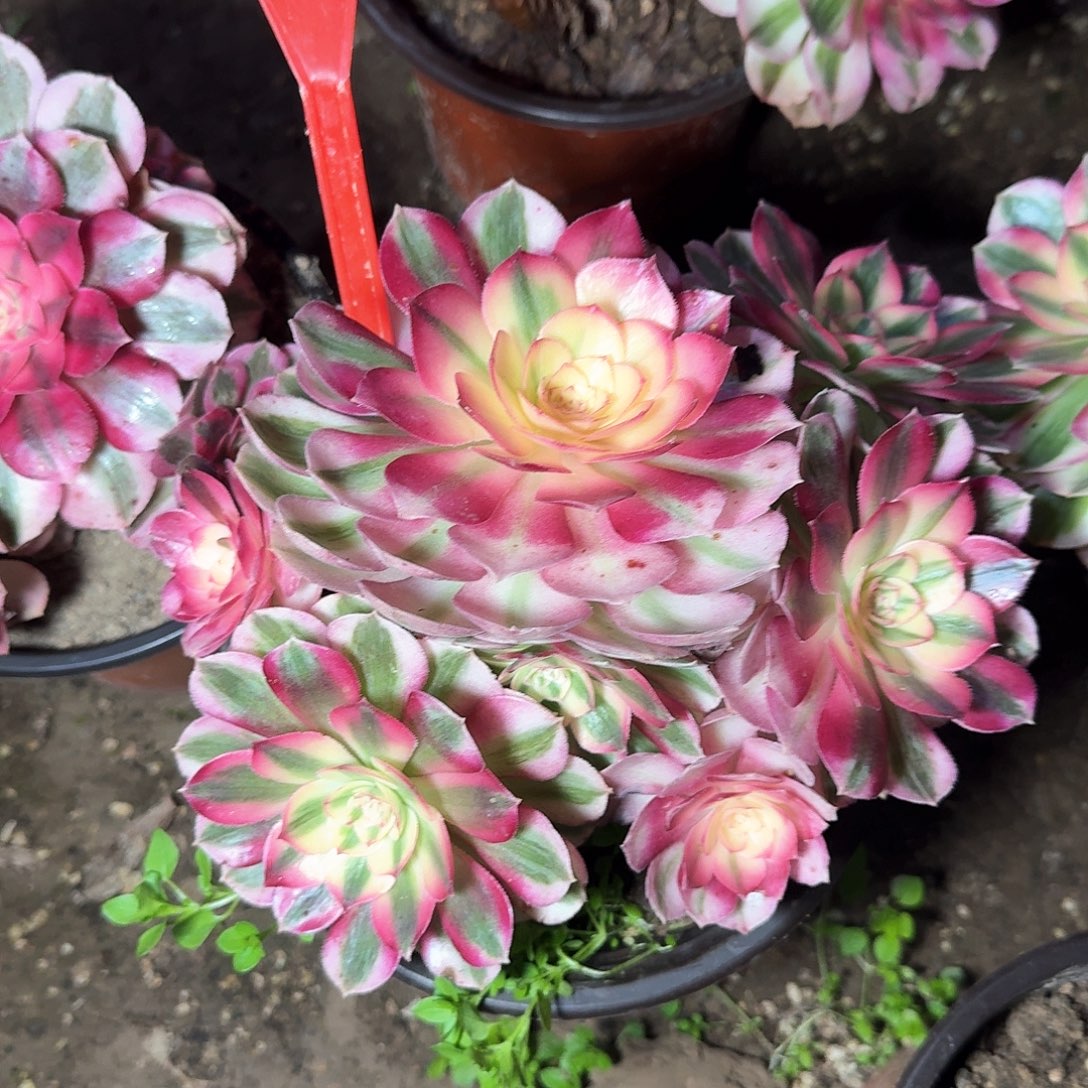 4-863倾城多肉法师