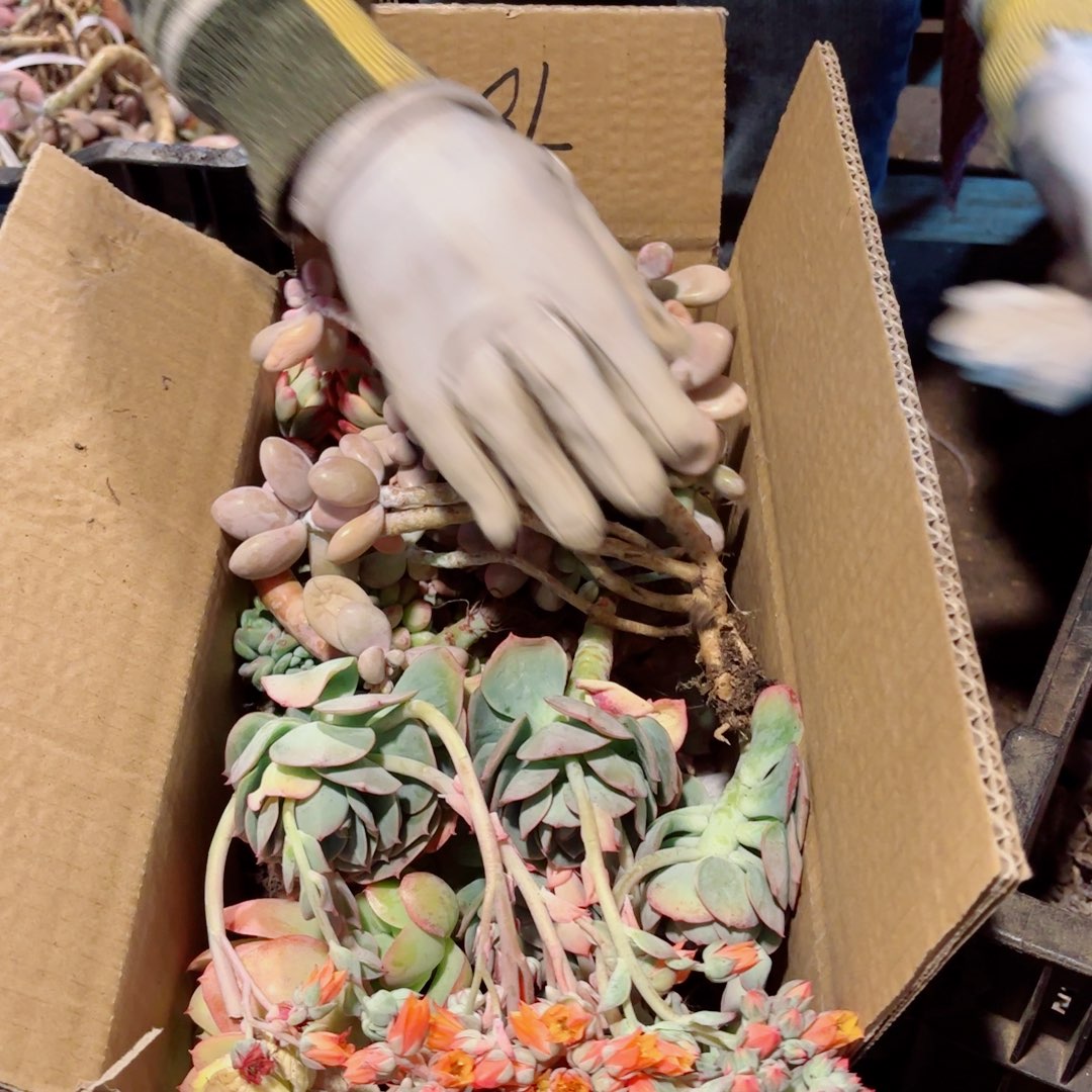 L*.杂花不售后78。      