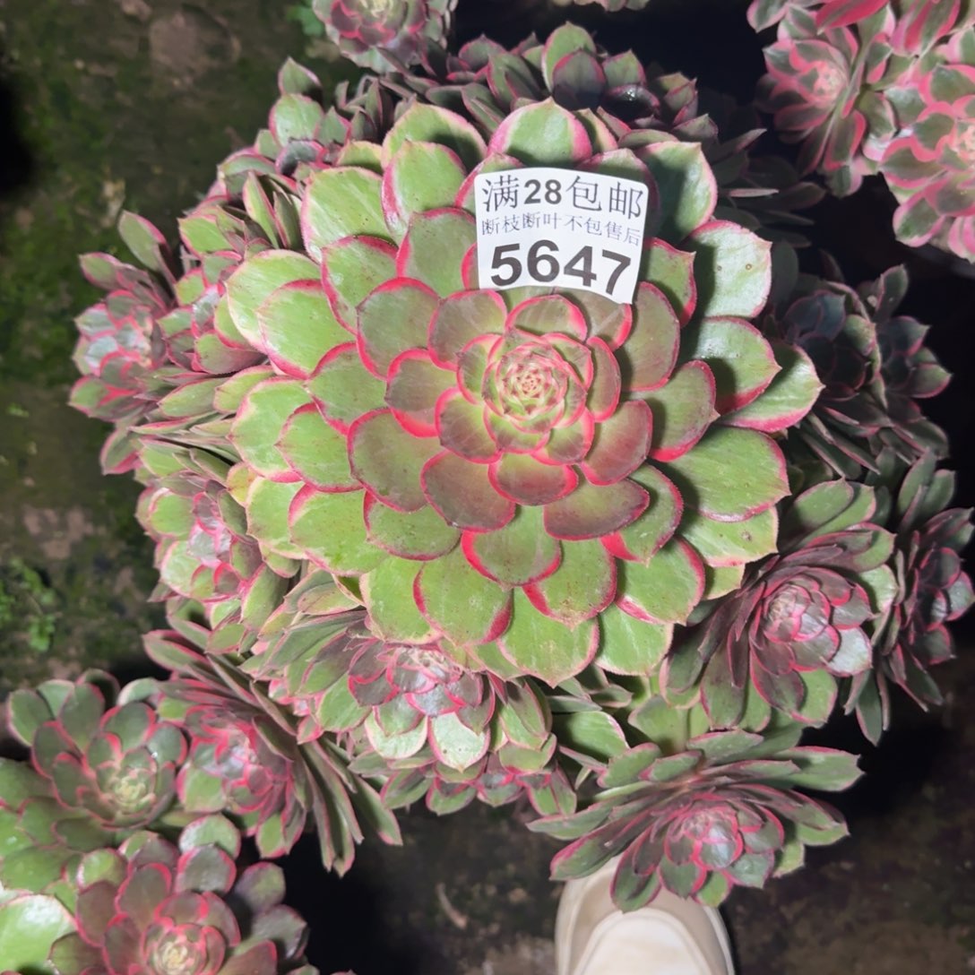 5647花妖多肉植物