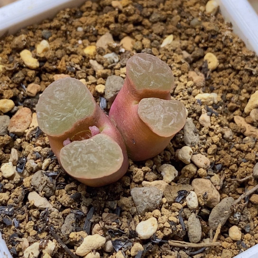 克里普兰双头克里普兰