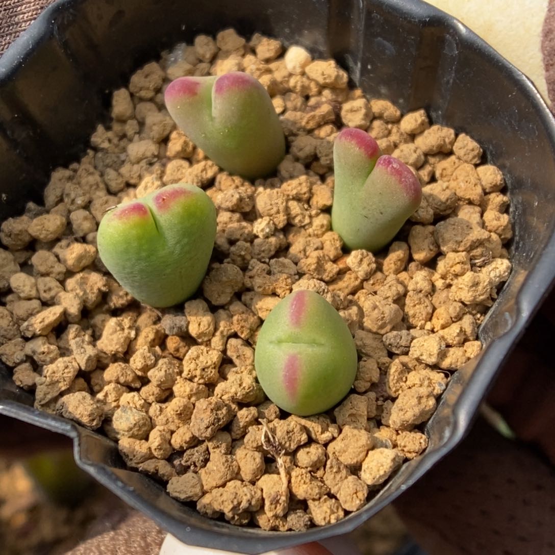 多肉植物肉锥杂交K-633 将杂