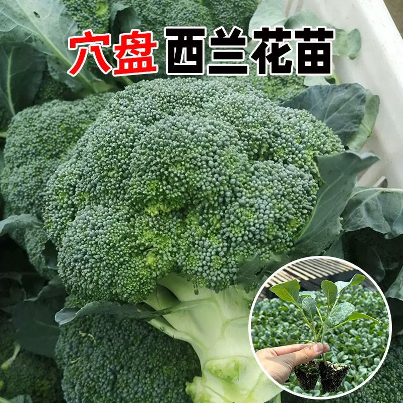 西兰花苗花菜苗耐热抗寒适合多季种植蔬菜