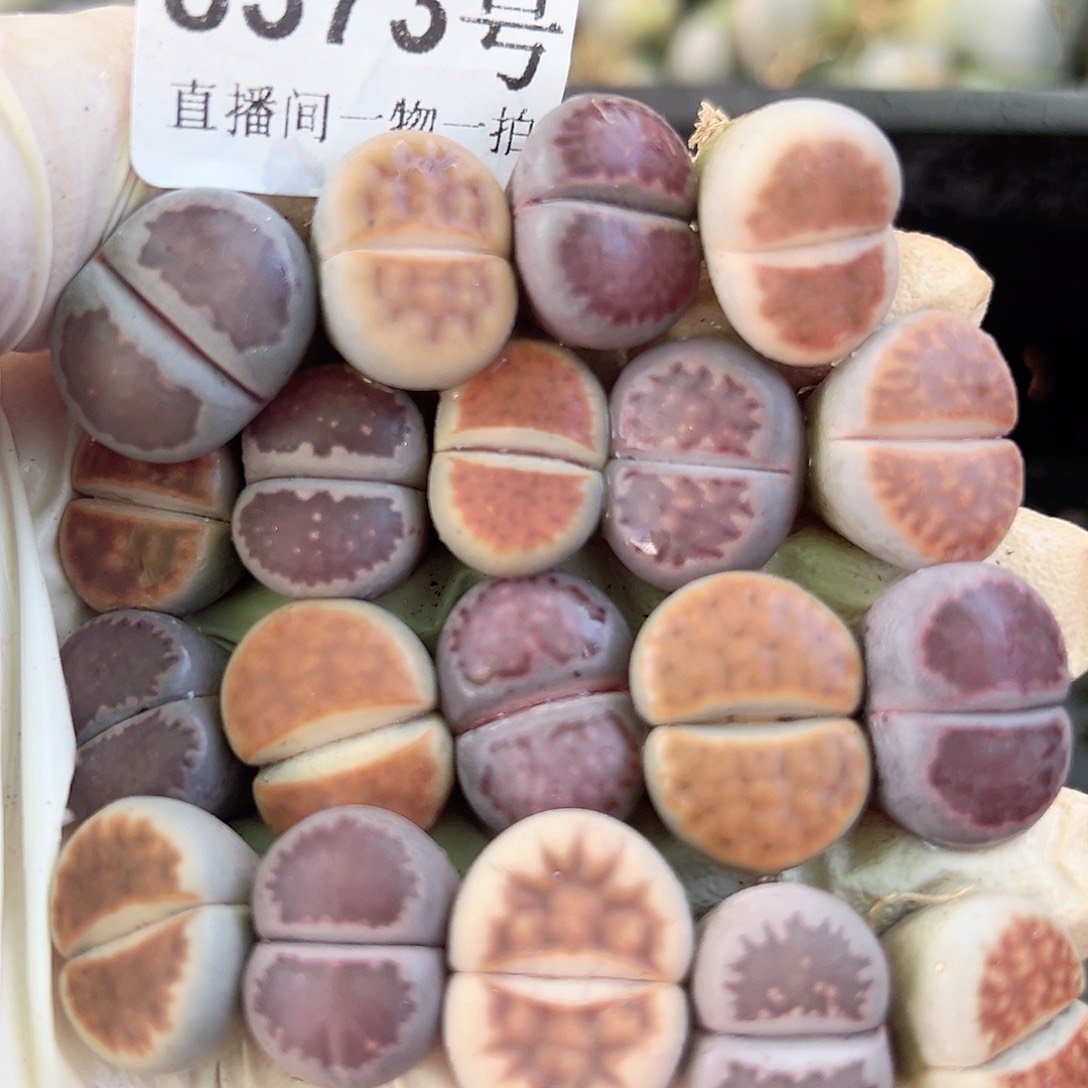 8373 好养易活生石花大母本19个1.5cm左右