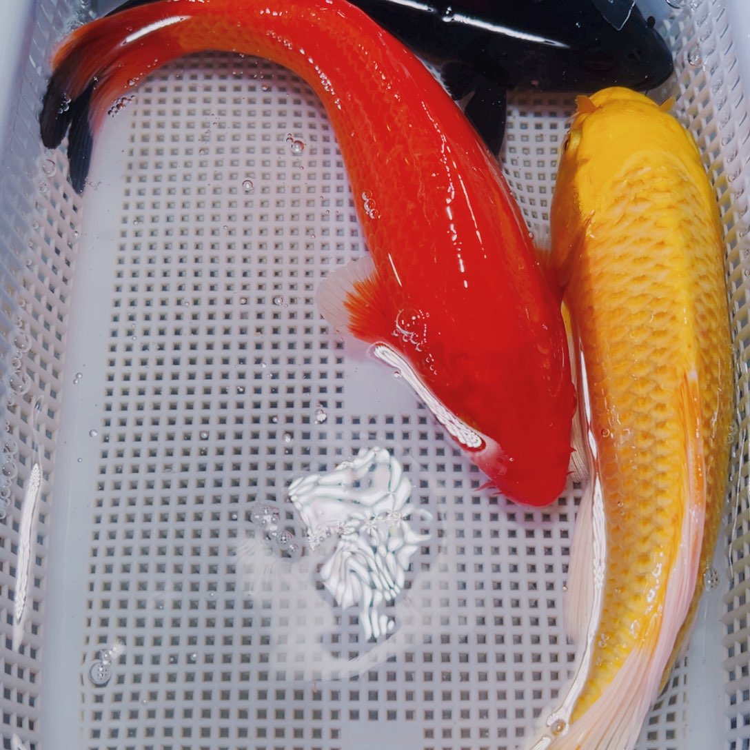 海水鱼锦鲤观赏鱼