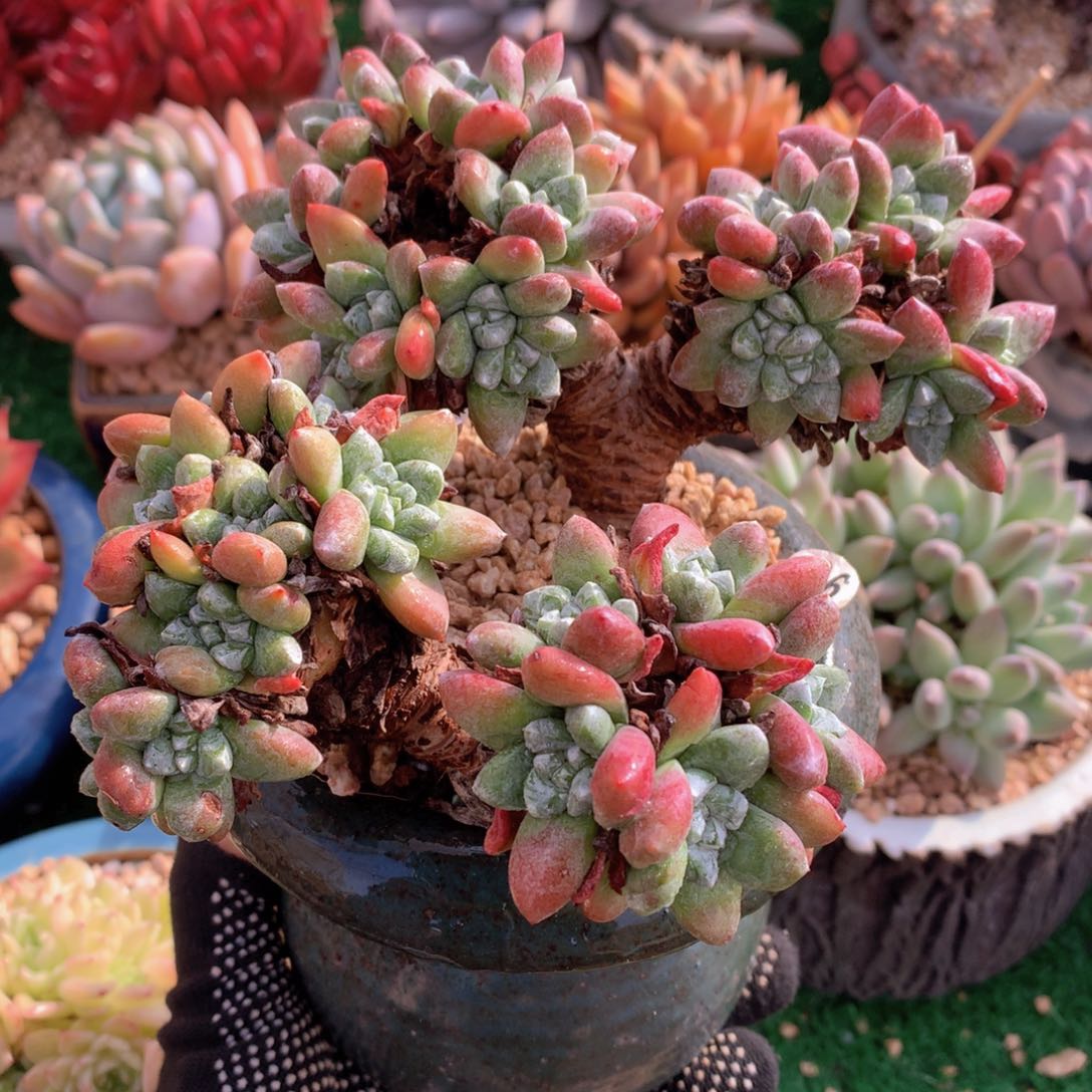 拇指杂16 公分一物一拍