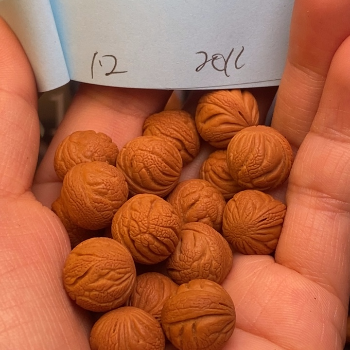 桃核吊坠秦岭龙纹桃核12