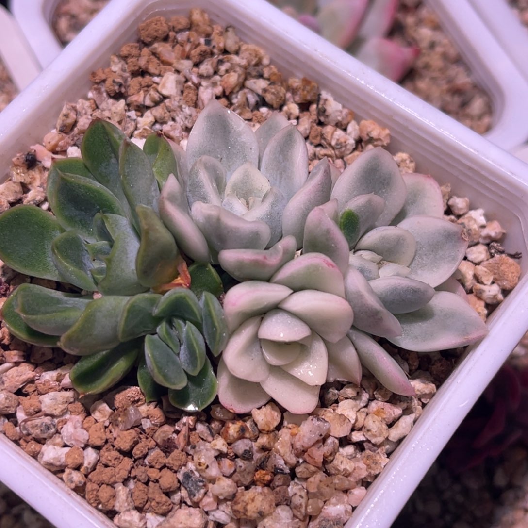 尚品特价雪鸢锦群