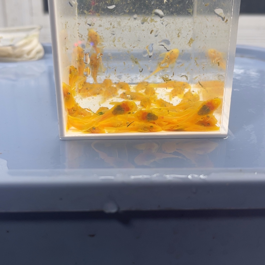 清道夫鱼小胡子50条开箱视频报损