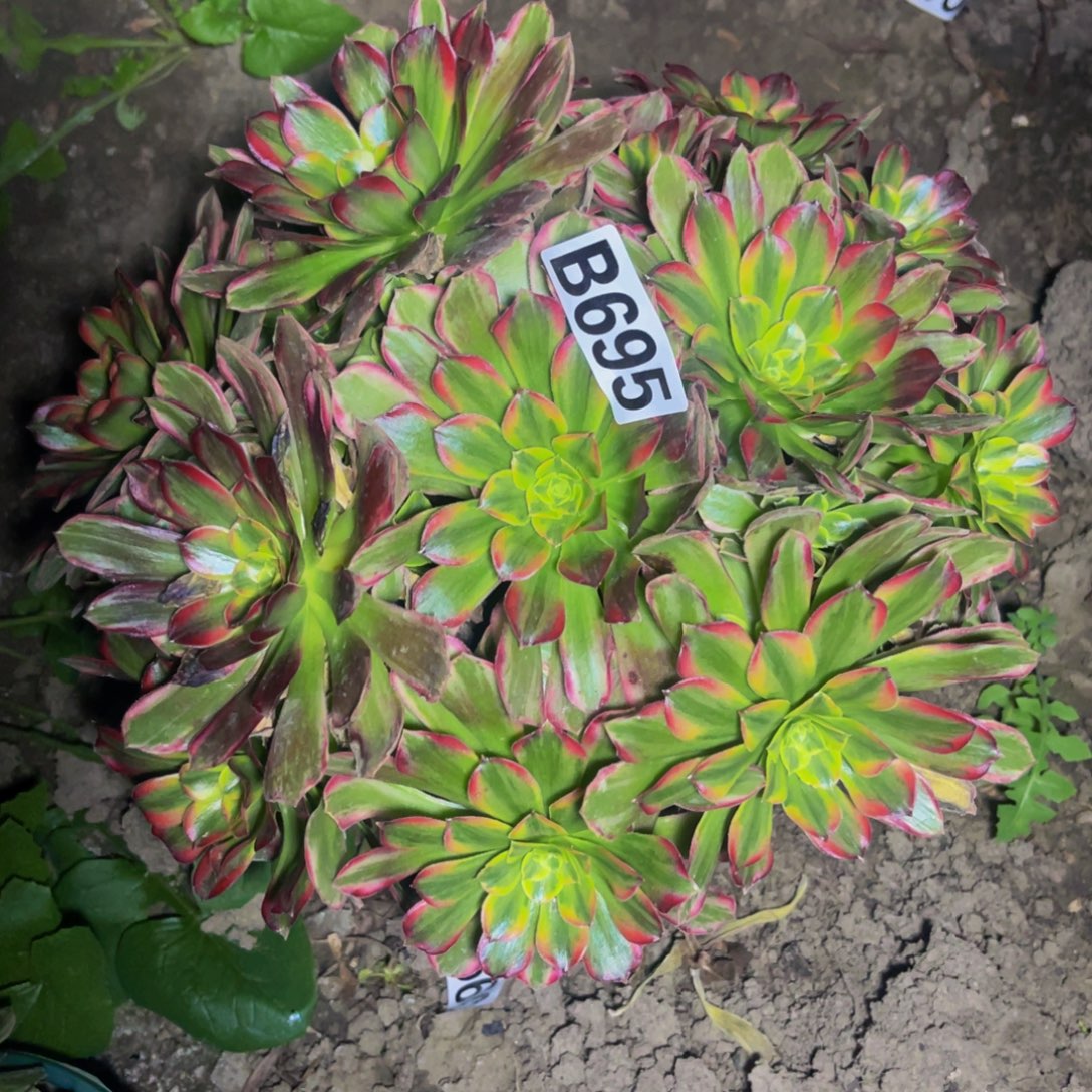 安娜法师28—57包邮