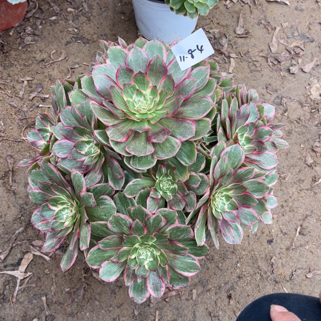 11-8-4莲花座法师锦