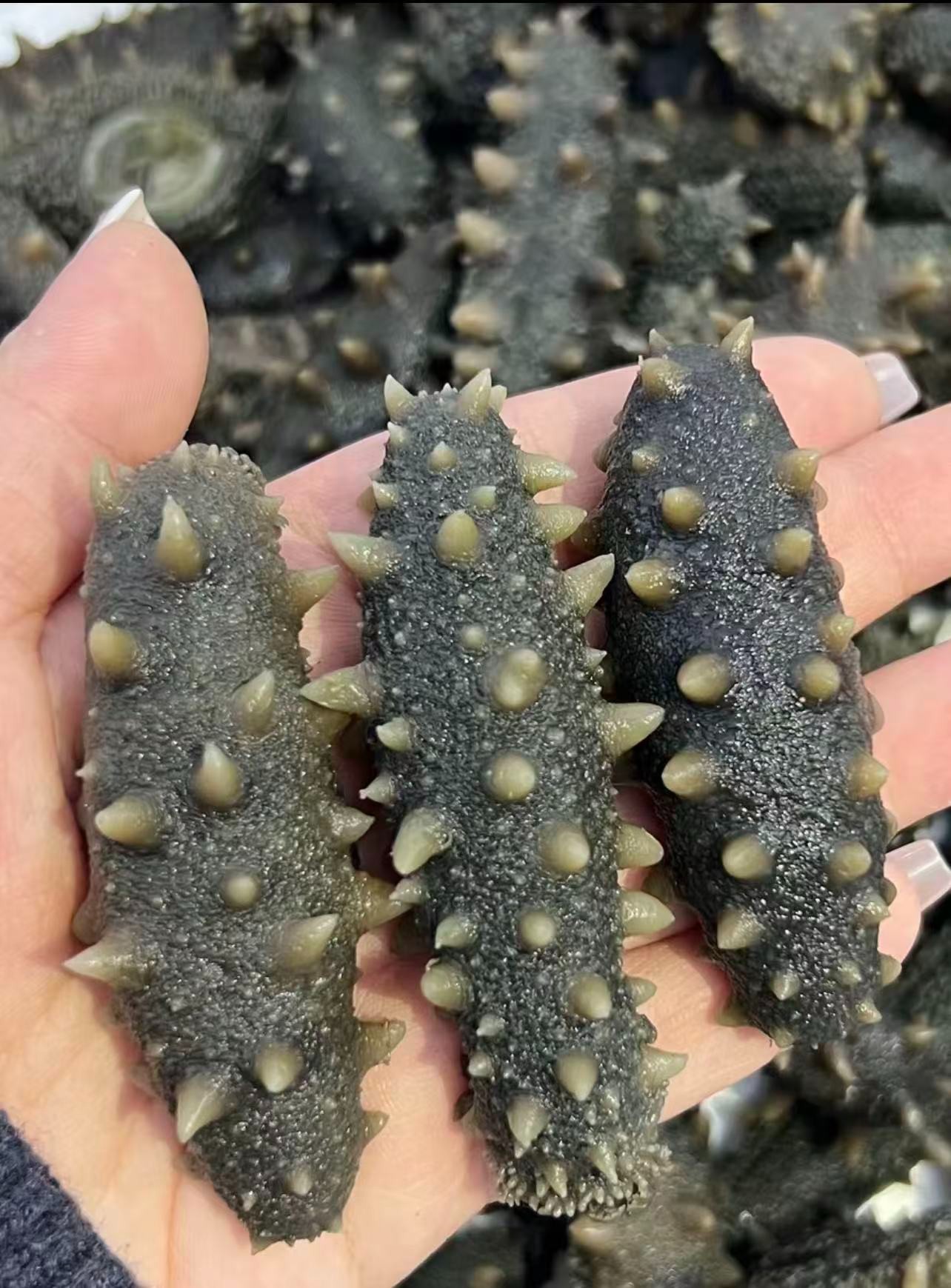 （深海野货）獐子岛半干鲜海参20头左右