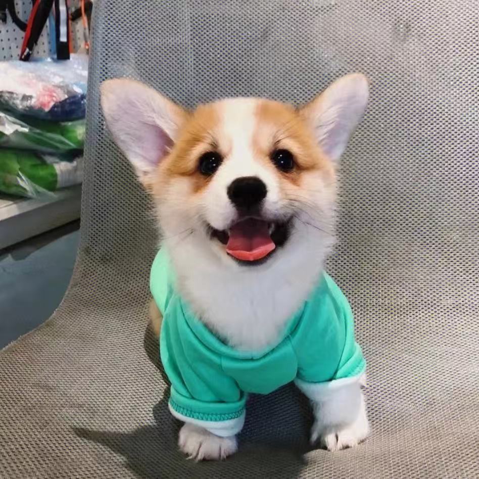 T（大王犬舍）狗狗活体