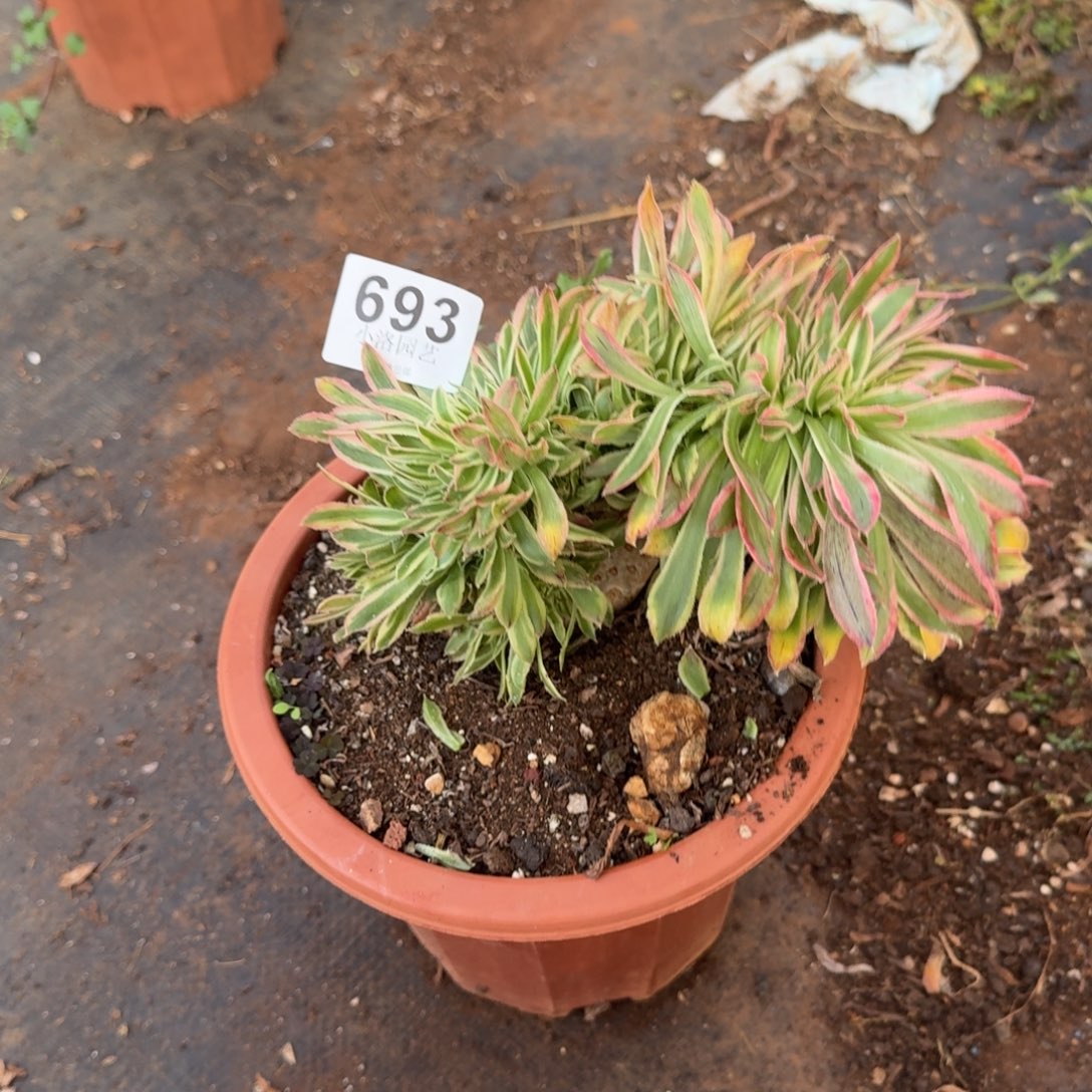 693夕颜缀化多肉植物满28包邮