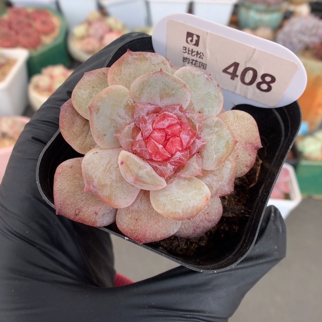 408 糖心多肉多肉