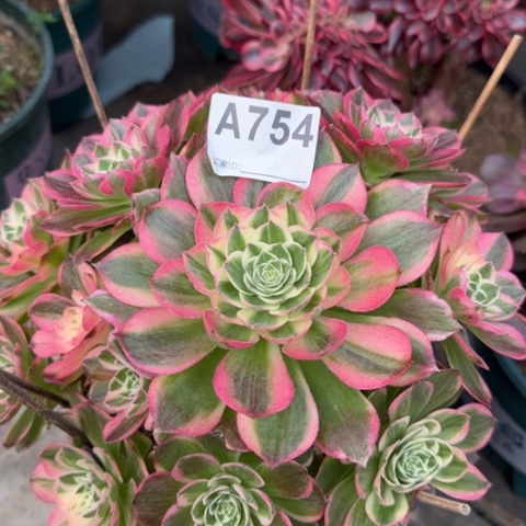 754海王22厘米左右