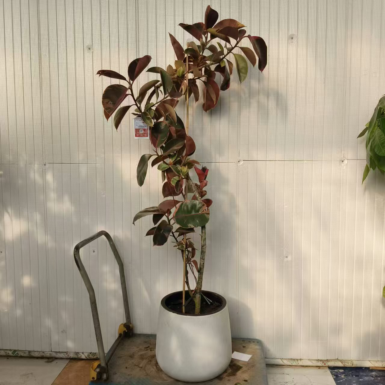 红关公橡皮树造型绿植瓷盆